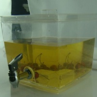 beverage dispenser